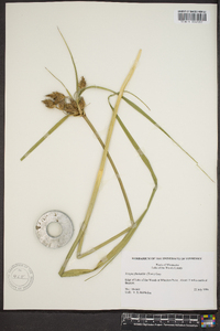 Schoenoplectus fluviatilis image