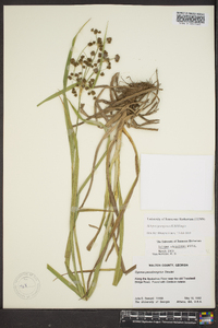 Scirpus georgianus image