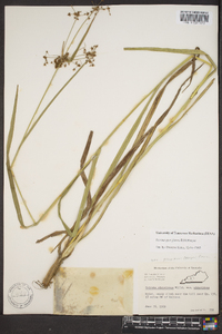 Scirpus georgianus image