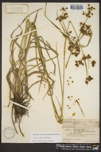 Scirpus georgianus image