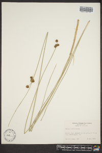 Scirpus holoschoenus image