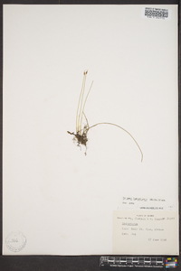 Scirpus hudsonianus image