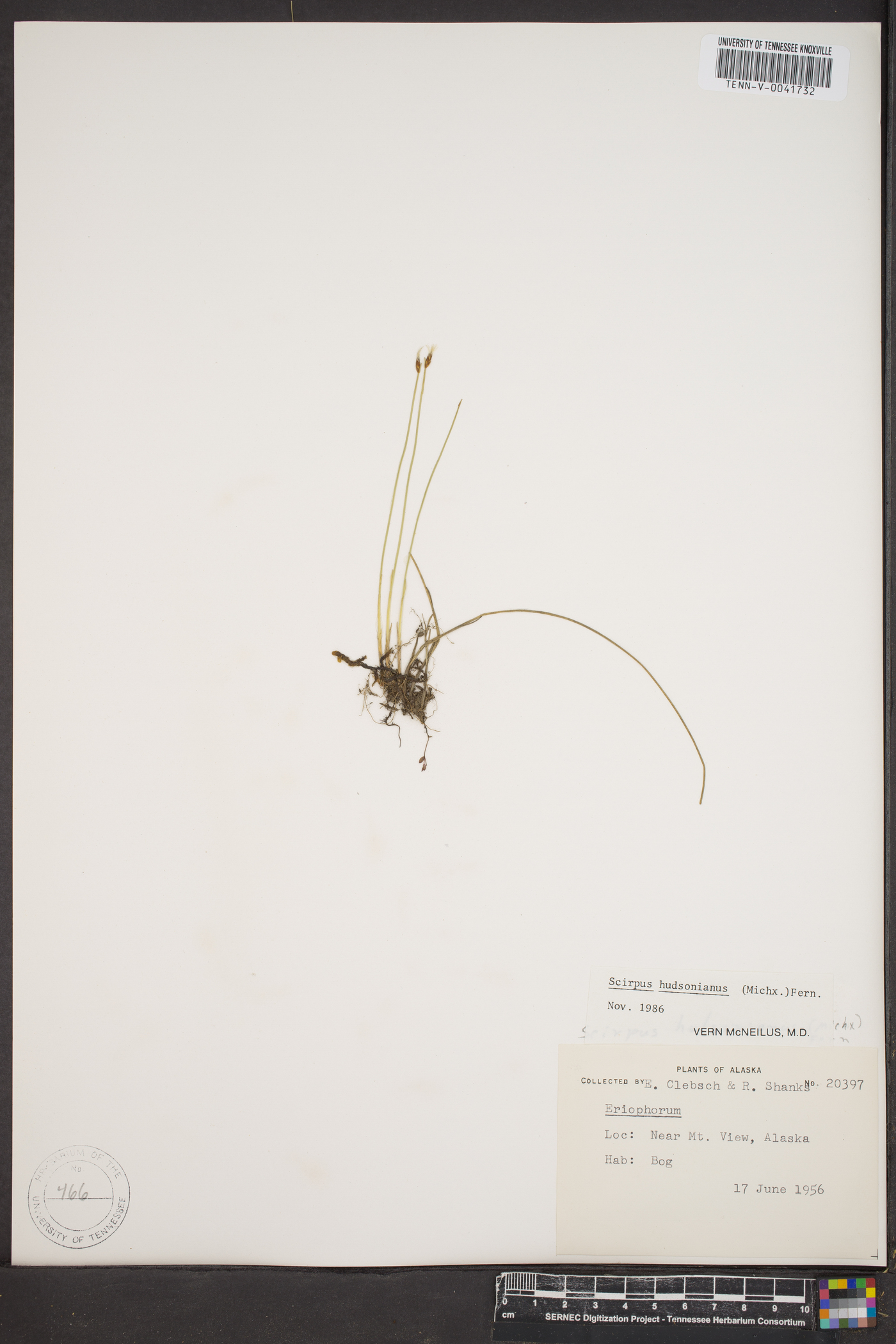 Scirpus hudsonianus image