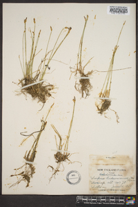 Scirpus hudsonianus image