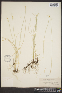 Scirpus hudsonianus image