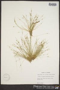 Isolepis carinata image