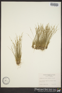 Isolepis carinata image