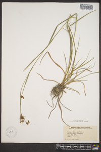 Scirpus lineatus image