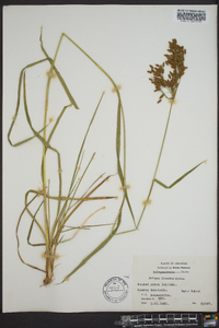 Scirpus lineatus image