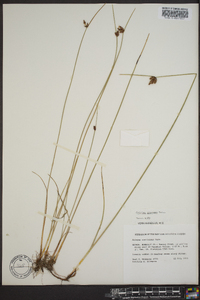 Schoenoplectus pungens var. pungens image