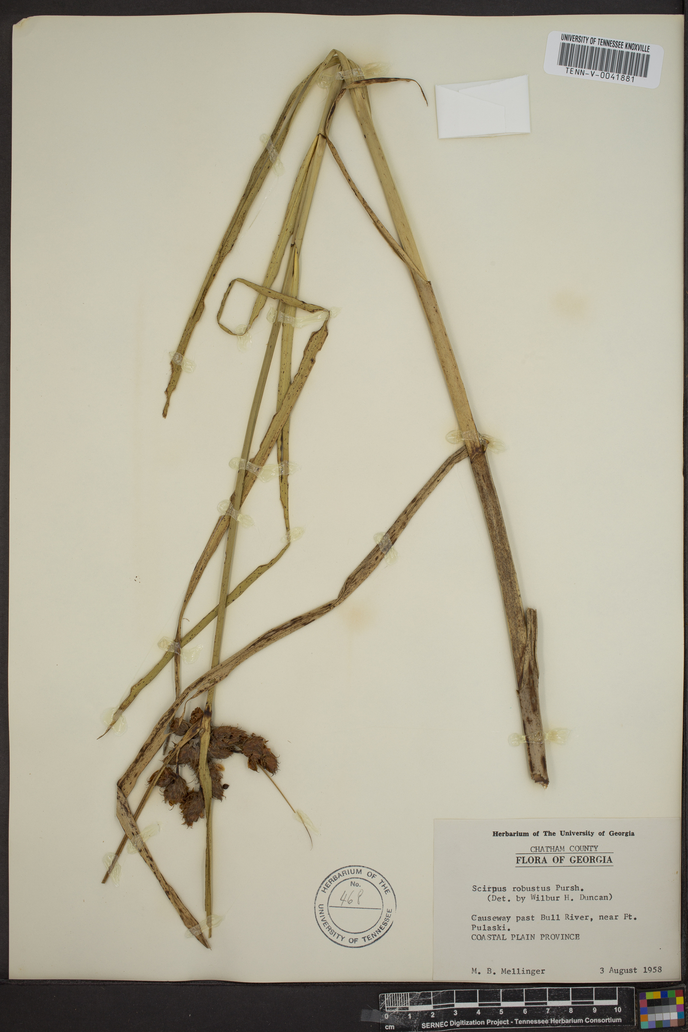 Bolboschoenus robustus image