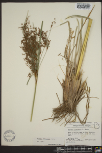 Scirpus rubricosus image