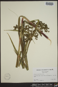 Scirpus microcarpus image