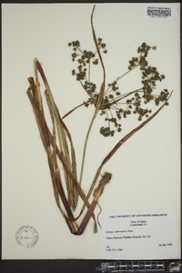 Scirpus microcarpus image