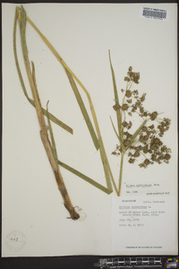 Scirpus microcarpus image