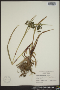 Scirpus microcarpus image