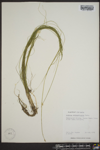 Schoenoplectus subterminalis image