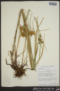 Schoenoplectus glaucus image