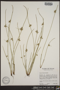 Scirpus wilkensii image