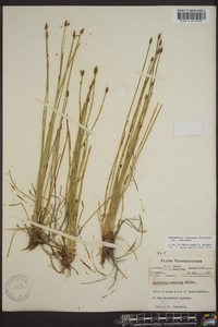 Eleocharis compressa image