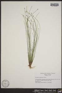 Eleocharis engelmannii image