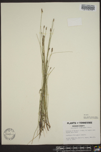 Eleocharis erythropoda image