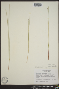 Eleocharis erythropoda image