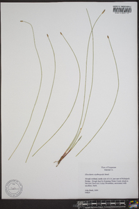 Eleocharis erythropoda image