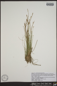 Eleocharis lanceolata image