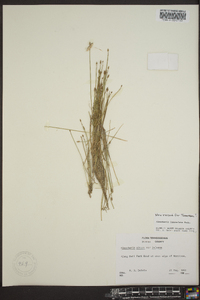 Eleocharis lanceolata image