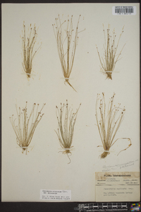 Eleocharis microcarpa image