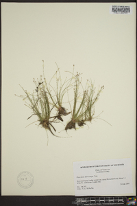 Eleocharis microcarpa image