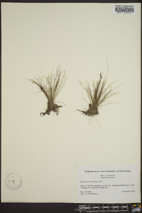 Eleocharis microcarpa image