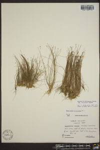 Eleocharis microcarpa image