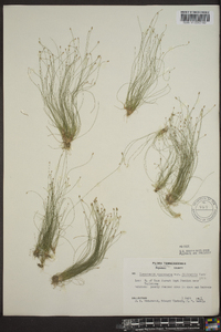 Eleocharis microcarpa var. filiculmis image