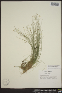 Eleocharis microcarpa image