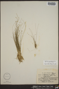 Eleocharis microcarpa image