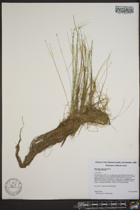 Eleocharis microcarpa image