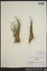 Eleocharis microcarpa image