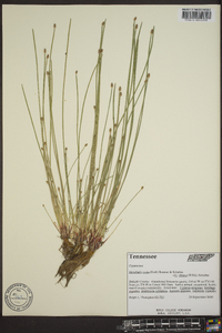 Eleocharis ovata image