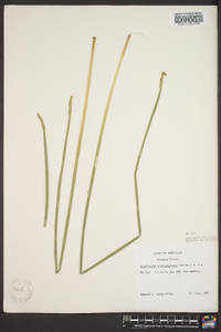 Eleocharis quadrangulata image