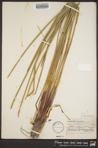 Eleocharis quadrangulata image