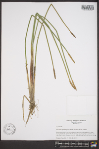 Eleocharis quadrangulata image