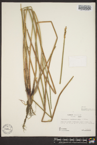 Eleocharis quadrangulata image