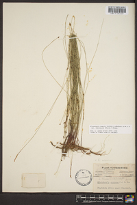 Eleocharis tenuis image