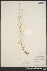 Eleocharis tenuis var. verrucosa image