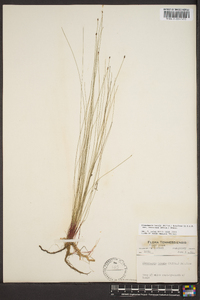 Eleocharis tenuis image