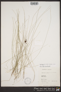 Eleocharis tenuis var. verrucosa image