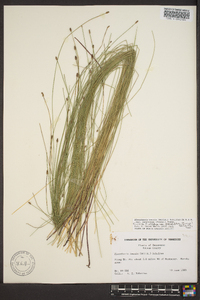 Eleocharis tenuis image