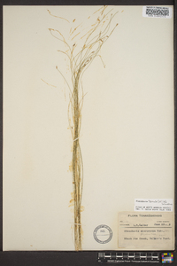 Eleocharis tenuis image